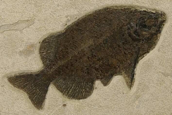 Gorgeous, Predatory Fish Fossil (Phareodus) - Wyoming #383064